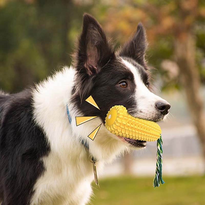 Hot Selling Large Size Corn Sh - Corn Dog Stick recensione e prezzo